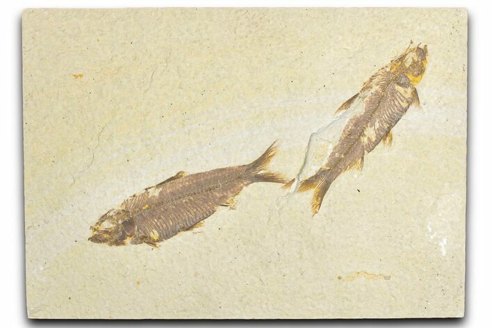Limestone with Two Fossil Fish (Knightia) - Wyoming #348111